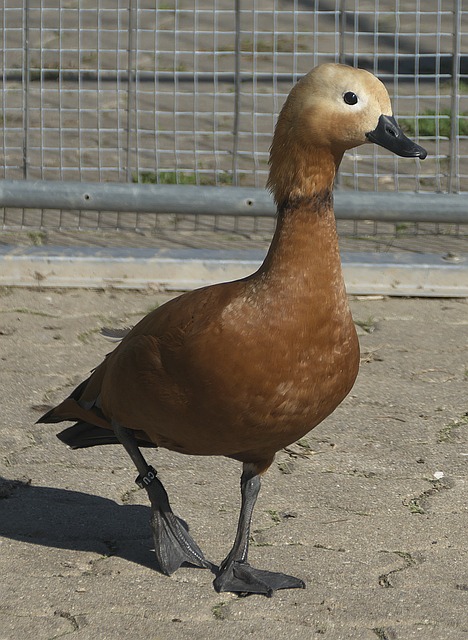 特人
